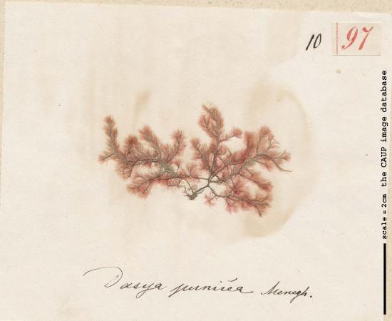 Dasya punicea 97.jpg